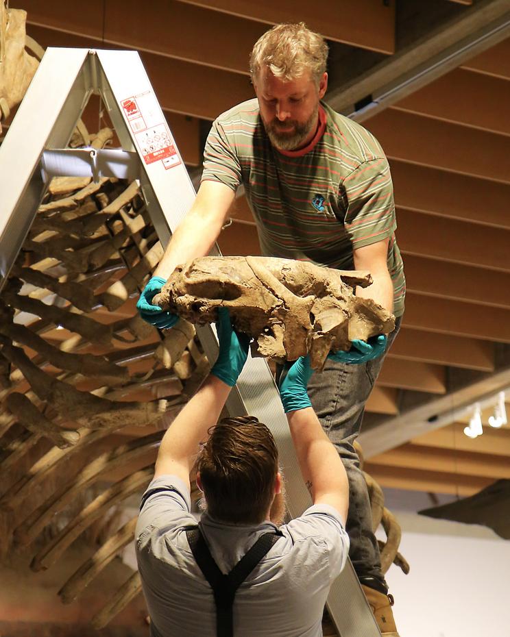 Kraniet bliver sænket ned under håndteringen af skelettet. Foto: Sasha Gry Hegelund