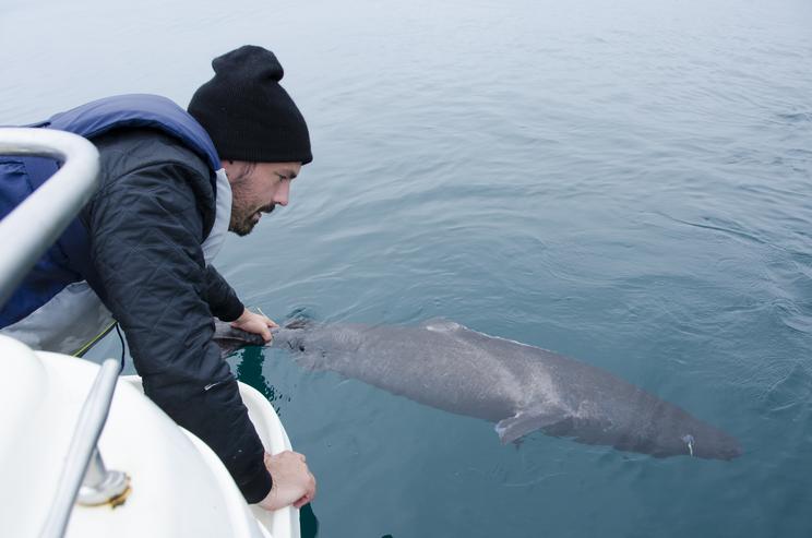 Lille grønlandshaj på ca. 120 cm fra Vågsfjorden i Nordnorge, der sættes fri med et mærke, så den kan genkendes ved eventuel genfangst. Foto: Martin Nielsen
