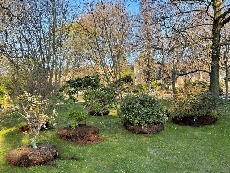 Opgravede Rododendron klar til at blive plantet på deres nye klipper