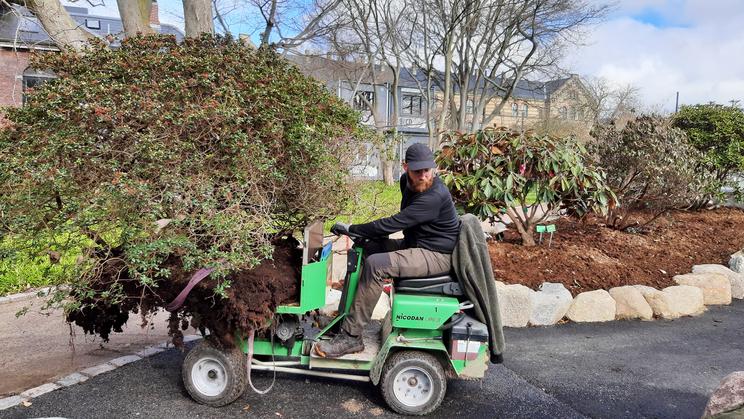Rododendron transporeteres til det nye område