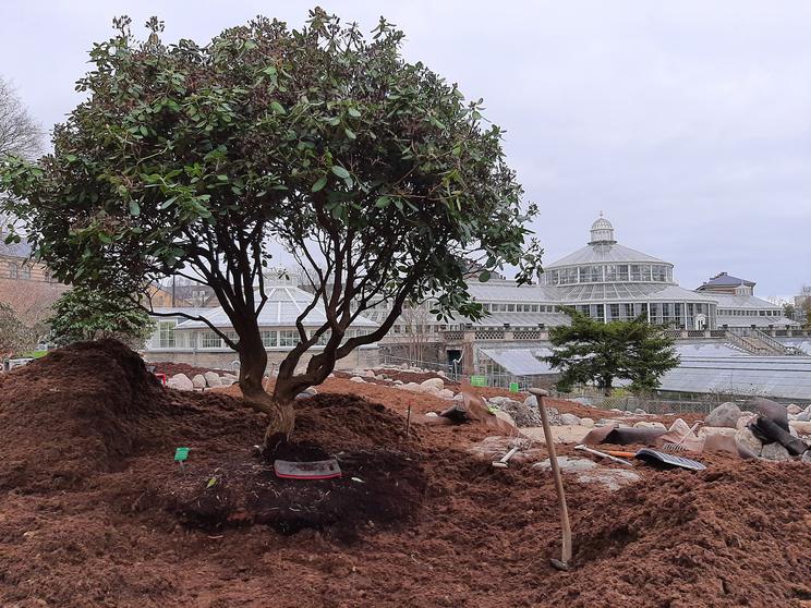 Plantning af stor rododendron