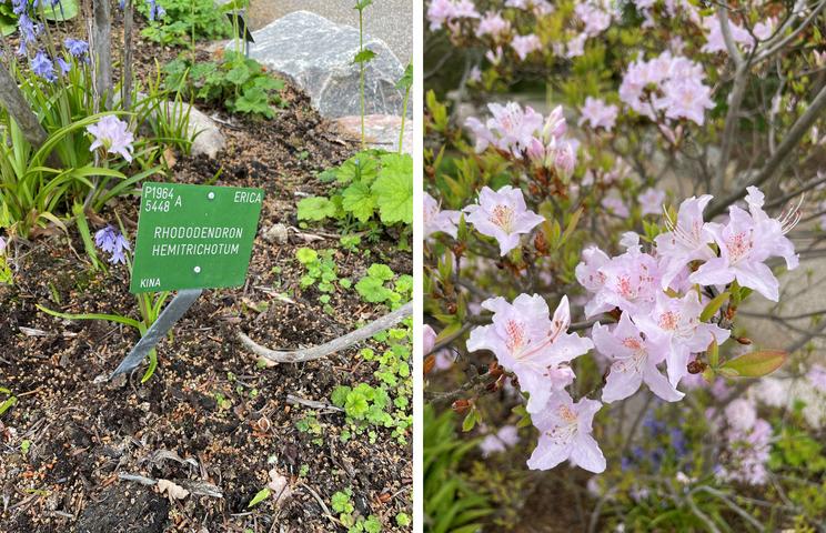 Planteskilt og rododendron i blomst