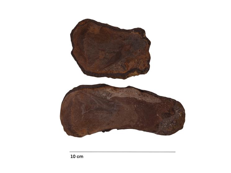 Fossil af plesiosaur-unge