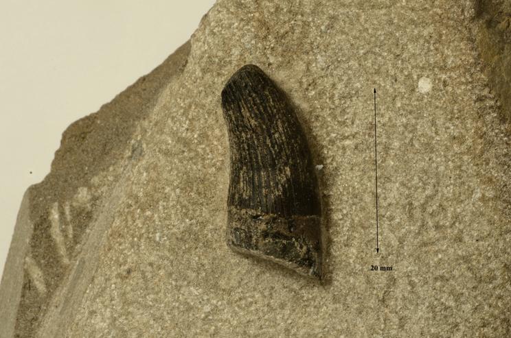 Fossil af plesiosaur-tand