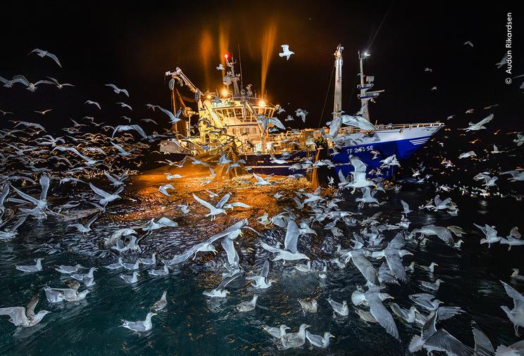 © Audun Rickardsen, Wildlife Photographer of the Year