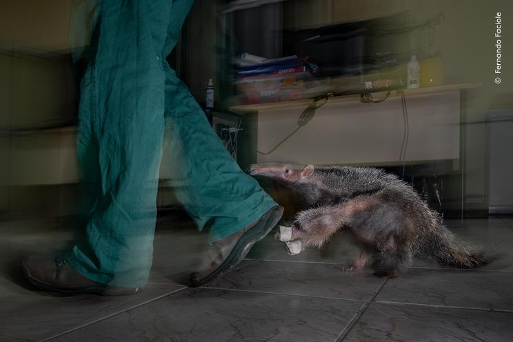 © Fernando Faciole, Wildlife Photographer of the Year