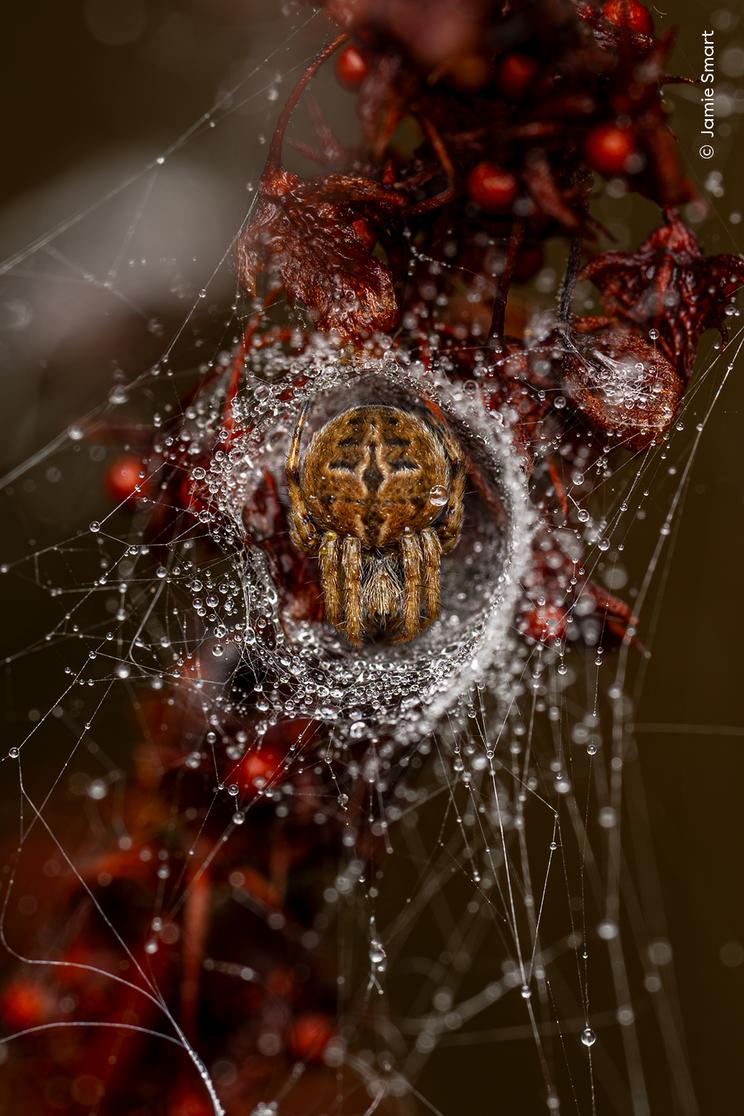 © Jamie Smart, Wildlife Photographer of the Year