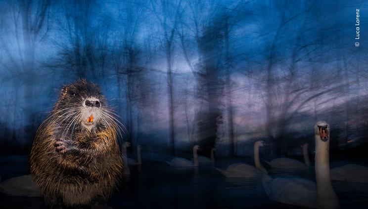 © Luca Lorenz, Wildlife Photographer of the Year