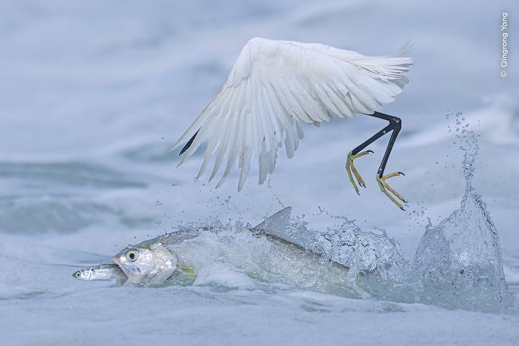 © Qingrong Yang, Wildlife Photographer of the Year