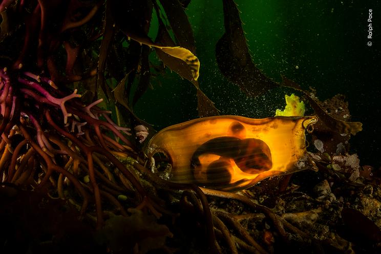 © Ralph Pace, Wildlife Photographer of the Year