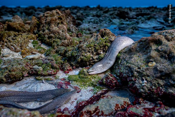 © Shane Gross, Wildlife Photographer of the Year