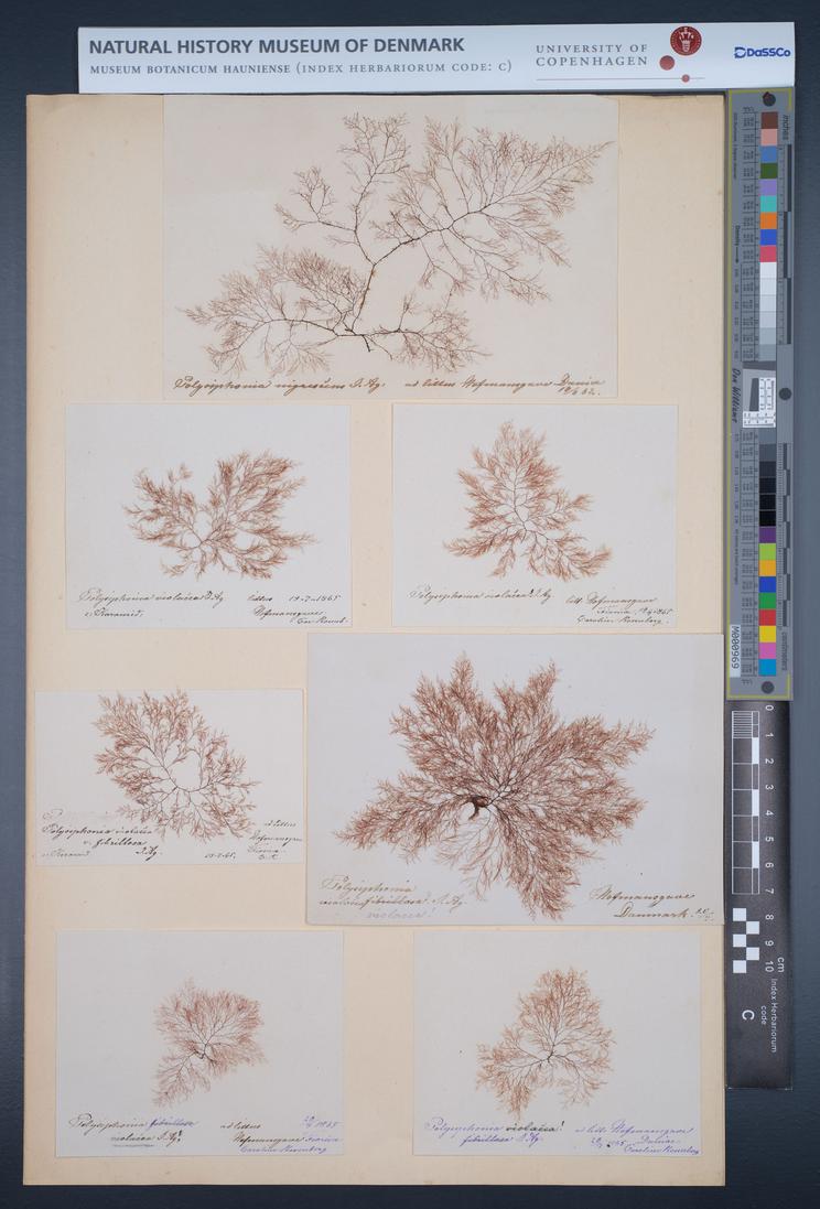 Herbarieark af slægten Polysiphonia 