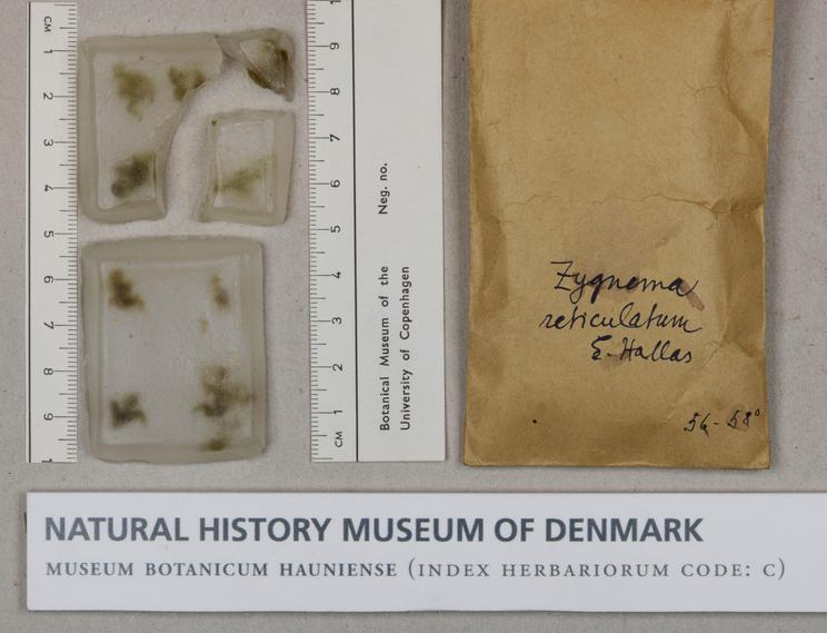 Zygnema reticulatum indlejret i paraffin