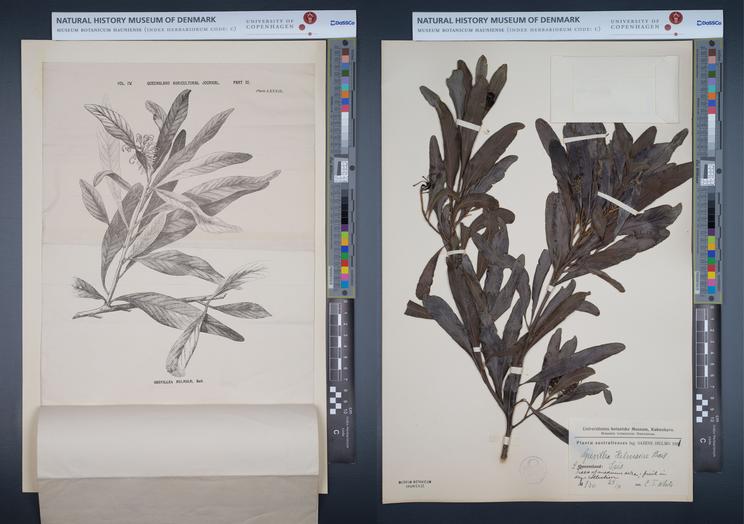 Herbarieark og illustration af Grevillea helmsia