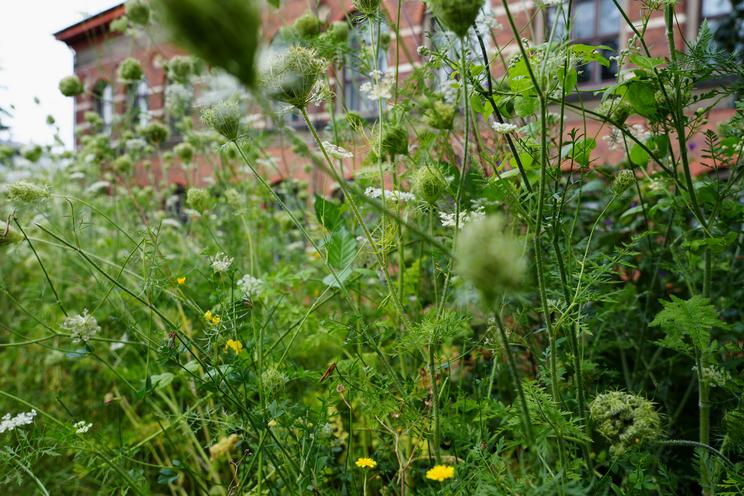 Plads til liv-område i Botanisk Have