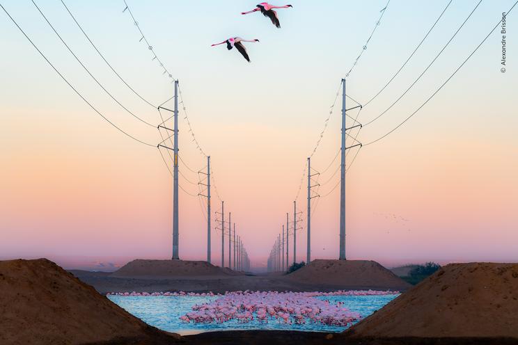 Alexandre Brisson, Wildlife Photographer of the Year