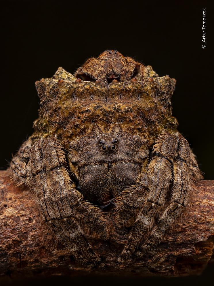 Artur Tomaszek, Wildlife Photographer of the Year