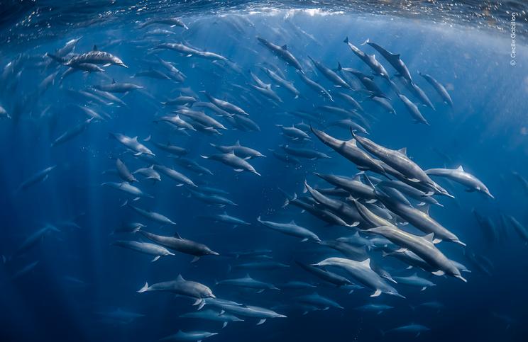 Cecile Gabillon, Wildlife Photographer of the Year