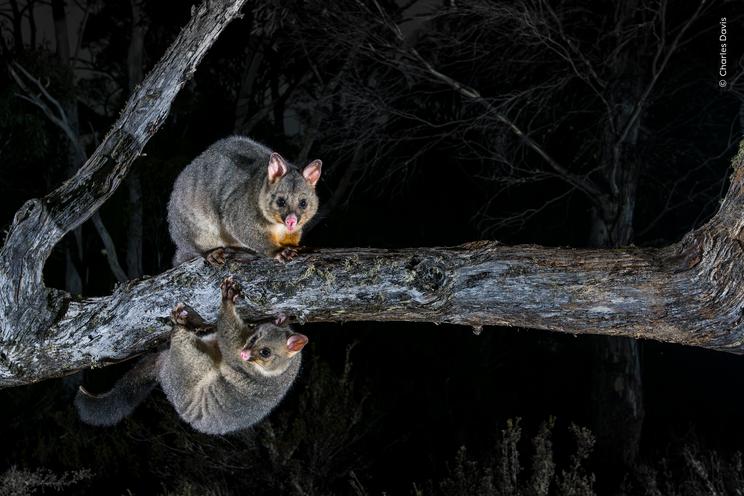 Charles Davis, Wildlife Photographer of the Year