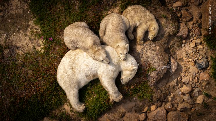 Christopher Paetkau, Wildlife Photographer of the Year