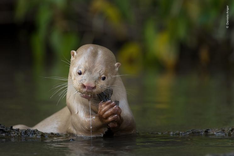 Daniela Anger, Wildlife Photographer of the Year