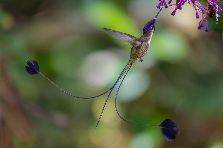 Dustin Chen, Wildlife Photographer of the Year
