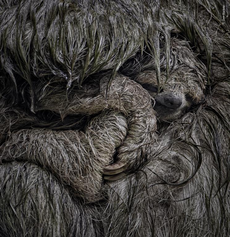 Dvir Barkay, Wildlife Photographer of the Year