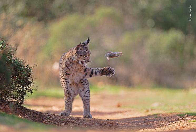 Josef Stefan, Wildlife Photographer of the Year