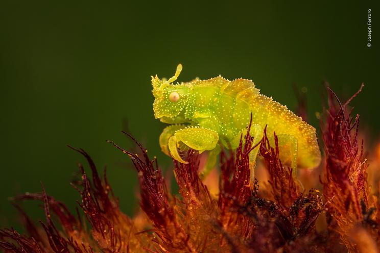 Joseph Ferraro, Wildlife Photographer of the Year