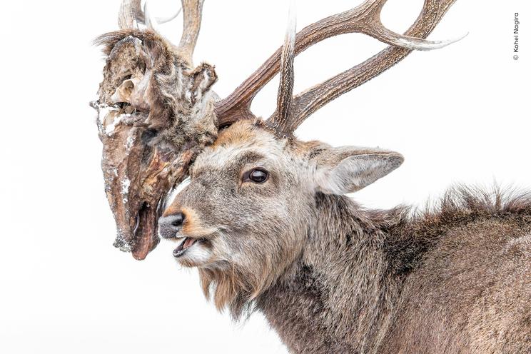 Kohei Nagira, Wildlife Photographer of the Year