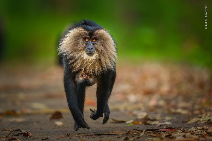 Lalith Ekanayake, Wildlife Photographer of the Year