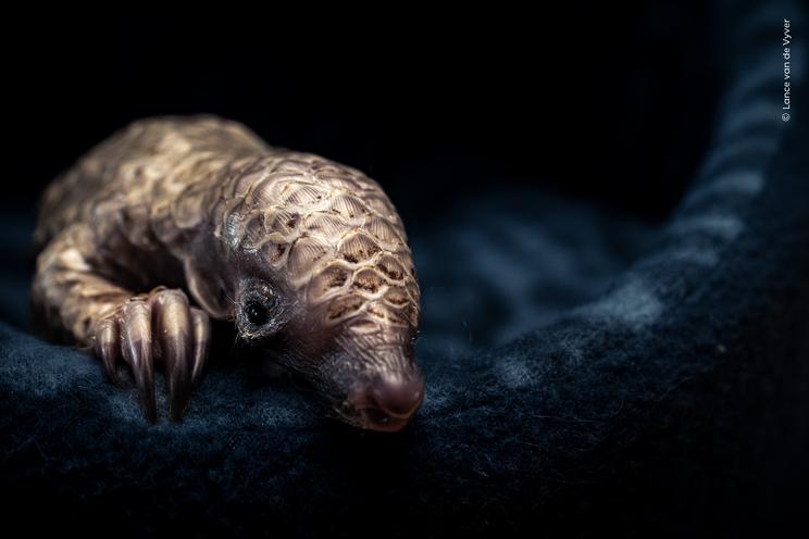 Lance van de Vyver, Wildlife Photographer of the Year
