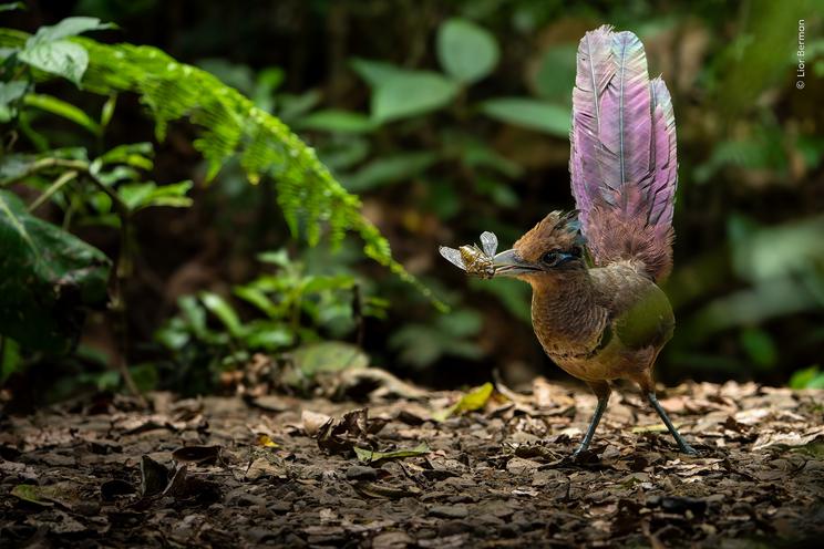 Lior Berman, Wildlife Photographer of the Year
