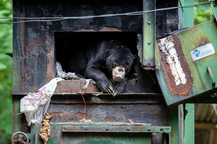 Mogens Trolle, Wildlife Photographer of the Year