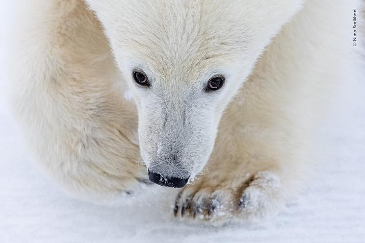 Nima Sarikhani, Wildlife Photographer of the Year
