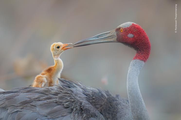 Ponlawat Thaipinnarong, Wildlife Photographer of the Year