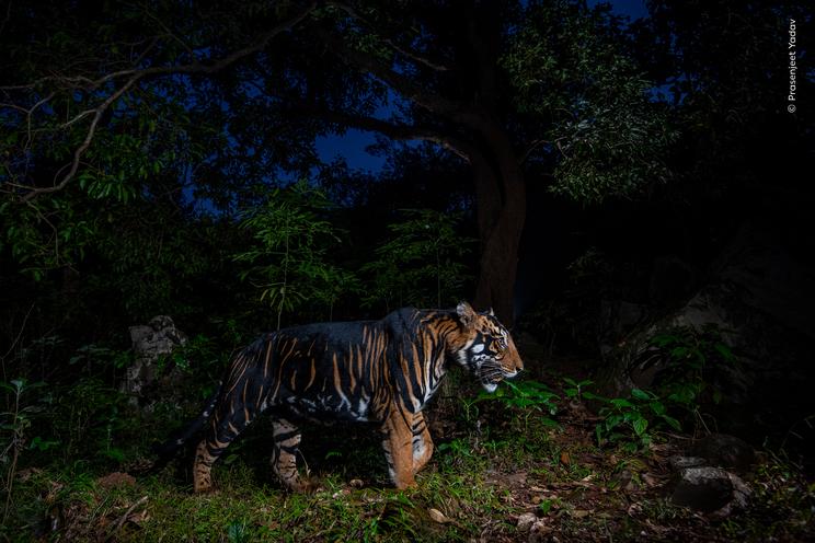 Prasenjeet Yadav, Wildlife Photographer of the Year
