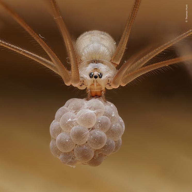 Thomas Hunt, Wildlife Photographer of the Year