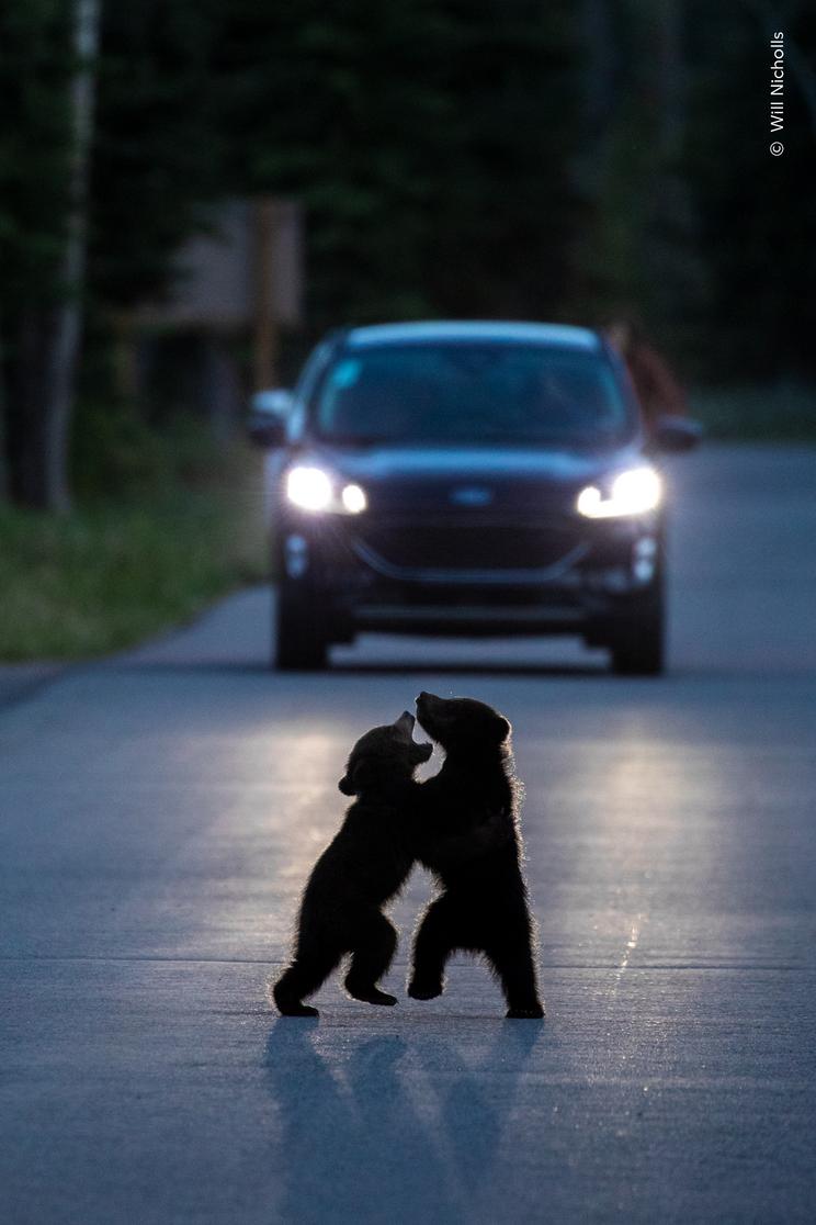 Will Nicholls, Wildlife Photographer of the Year