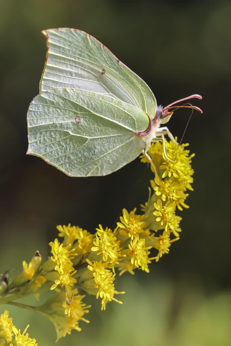 Citronsommerfugl