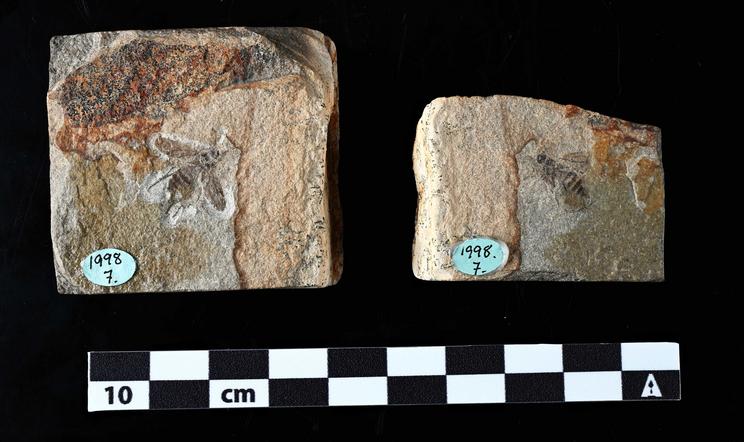 Fossil hårmyg i en cementsten