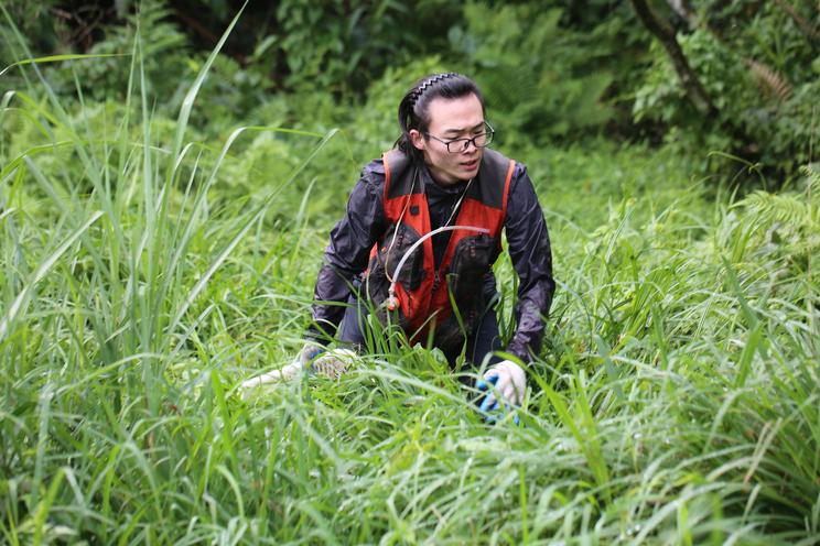 Qinghao Zhao indsamler rovbiller i et lille vådområde.