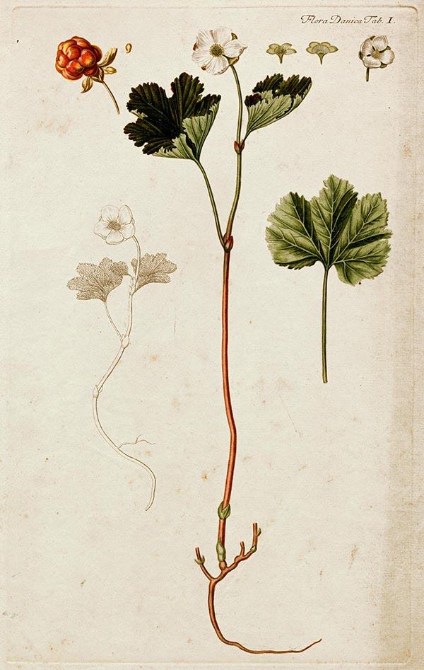 Illustration af multebær fra Flora Danica
