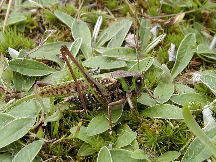 Vortebider han