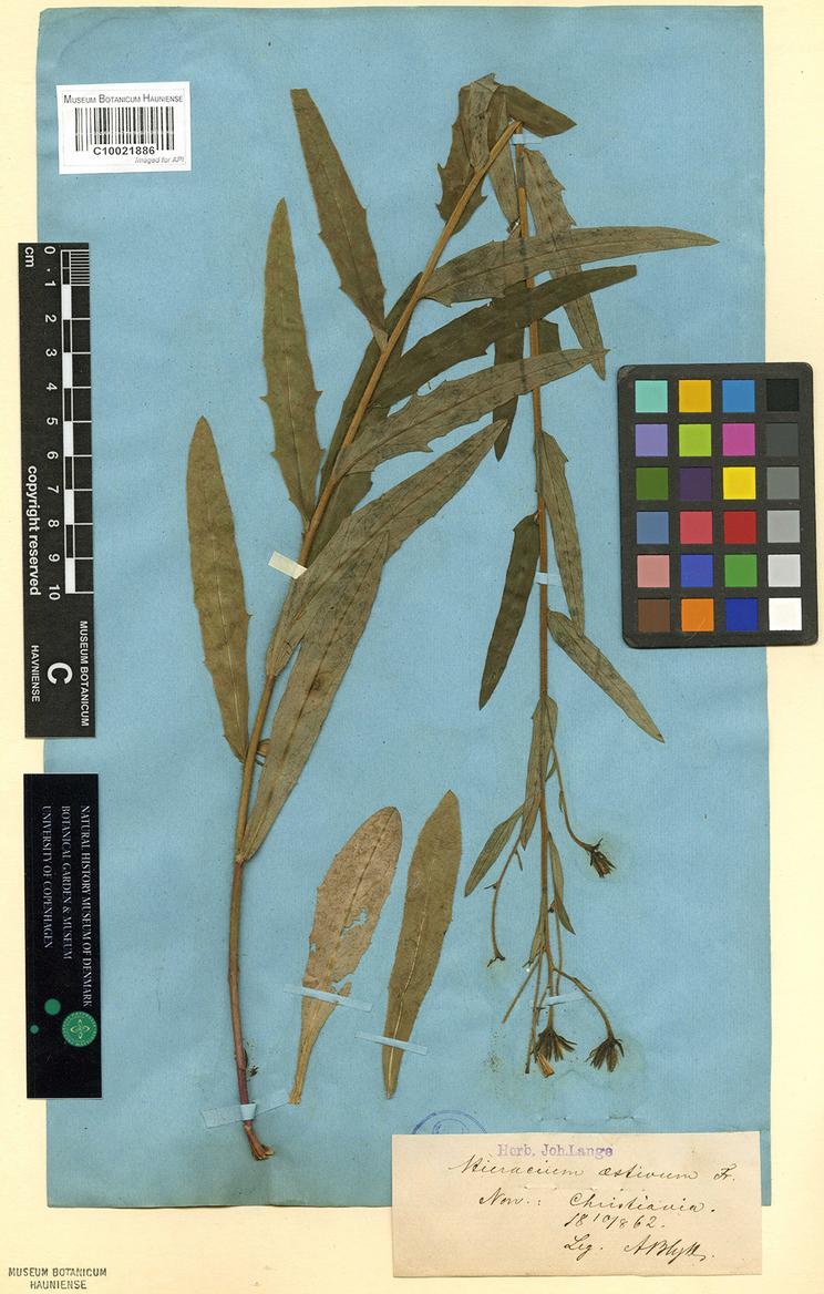 Hieracium aestivum - Hebarieark med original plante
