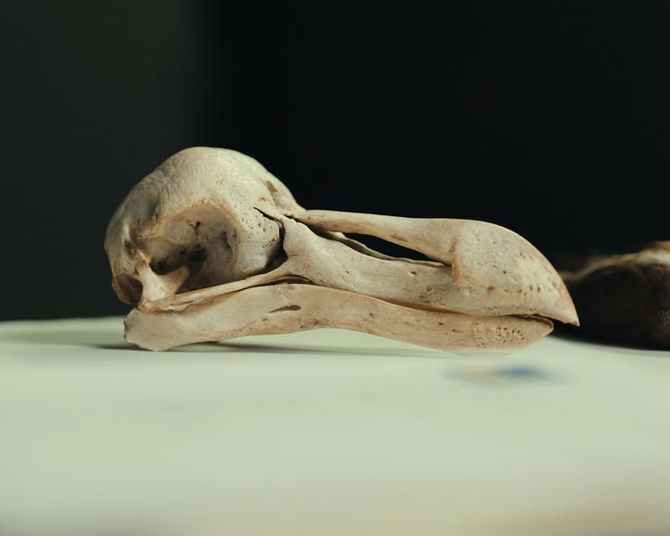 Dronte-kraniet, som er bevaret i Statens Naturhistoriske Museums samling. Foto: Statens Naturhistoriske Museum