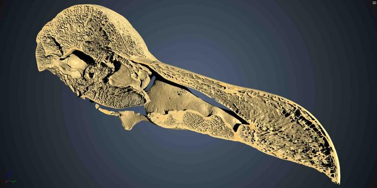 Tværsnit fra CT-scanningen af dronte-kraniet. Foto: Statens Naturhistoriske Museum