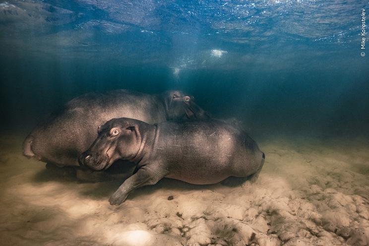 Photo by Mike Korostelev of a hippopotamus and its two calves