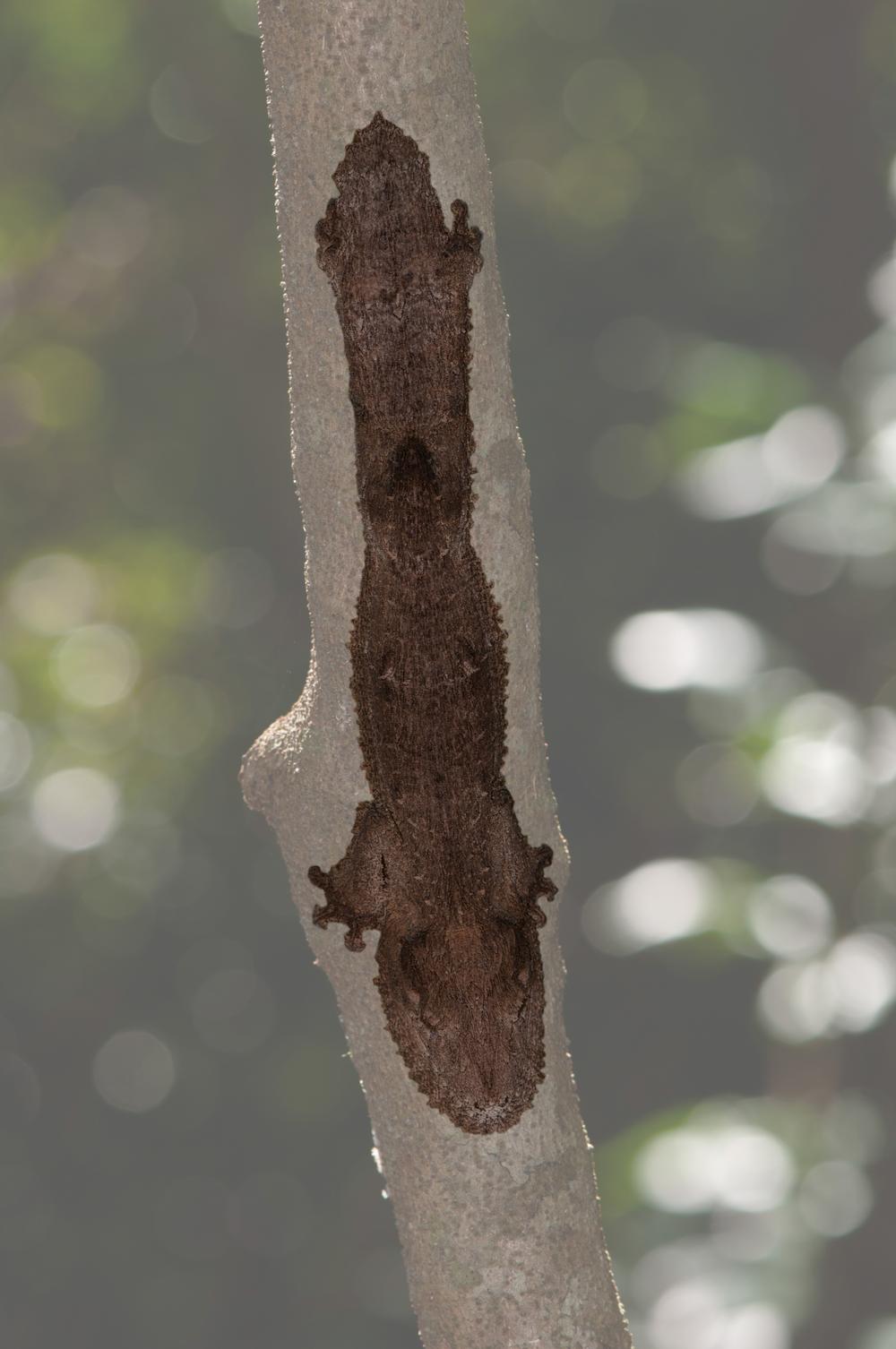 Gekko