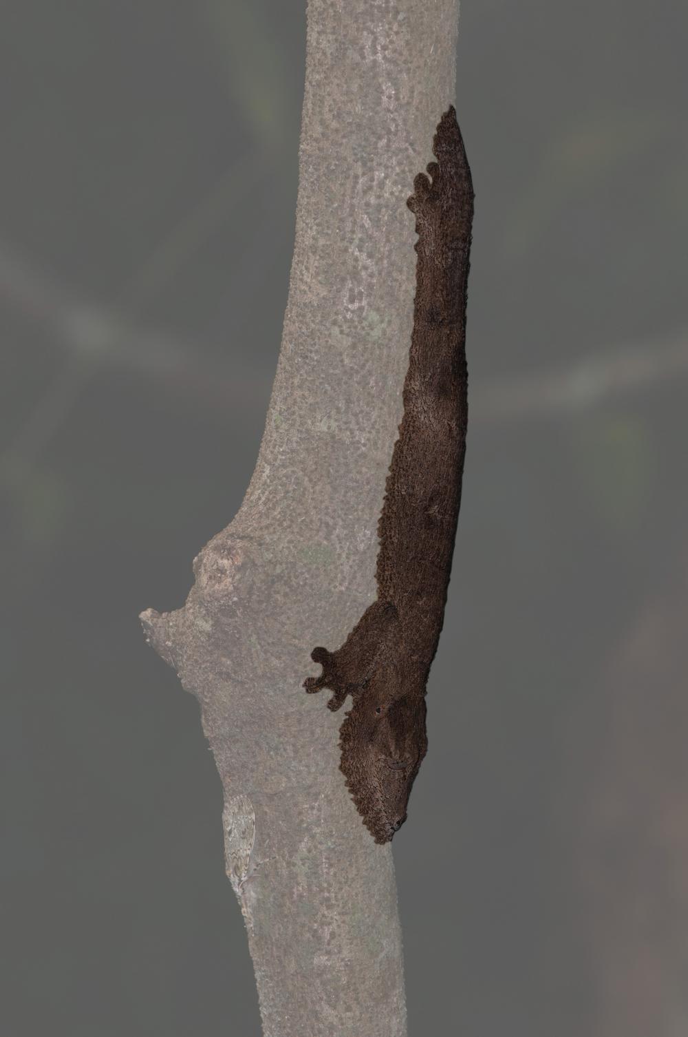 Gekko